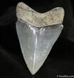 Superb Venice Florida Megalodon Tooth ( Inches) #1483-1